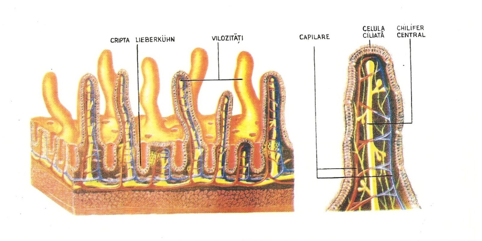 Ворсинка кишечника анатомия